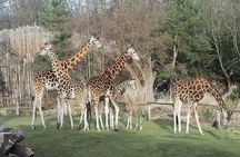 Giraffe Center, Karen Blixen, Beads and Bomas Cultural Dances
