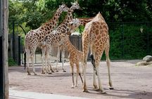 Day tour to Giraffe center and Karen Blixen Nairobi