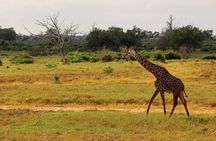 3 Days Tsavo East & Amboseli (2 Nights)
