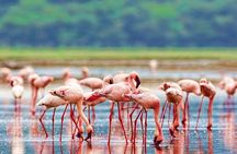 2Days Lake Bogoria and Lake Nakuru National Park Safari