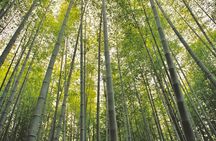 Hiking the Historic Nakasendo Trail- 1 Day Tour from Nagoya