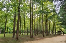 Scenic Escape: Nami Island, Garden of Morning Calm, and Rail Bike