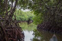 Cartagena Mangrove Tour