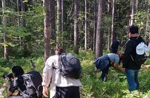 Hiking tour in Nuuksio National Park with meal and snacks