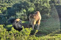 Addo Elephant National Park Full Day Private Tour
