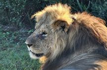 Addo Elephant National Park Full Day Private Tour