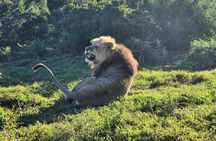 Addo Elephant National Park Full Day Private Tour
