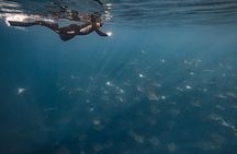 Cabo Ocean Safari Snorkel Adventure