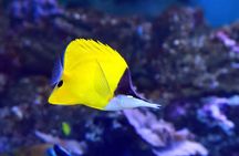 Easter Island Snorkeling on Coral Reefs