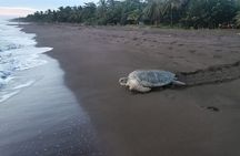 Small Group Tortuguero Turtle Nesting Tour