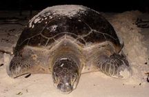 Small Group Tortuguero Turtle Nesting Tour