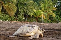 Small Group Tortuguero Turtle Nesting Tour