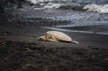 Small Group Tortuguero Turtle Nesting Tour
