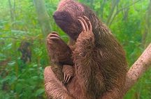 Rio Celeste Expedition – Sloths, Waterfalls & Nature's Magic