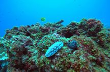 3 Days Phuket Open Water Diver Course & Scuba with License Guide