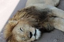 2 Days Tarangire park and Ngorongoro Crater from Zanzibar 