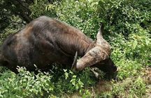2 Days Tarangire park and Ngorongoro Crater from Zanzibar 