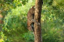 Wilpattu Half Day Safari From Anuradhapura 