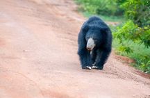 Wilpattu Half Day Safari from Sigiriya 