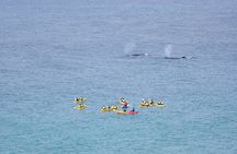 Noosa Whale Watching On Ocean Kayaks & Beach 4X4 Tour 