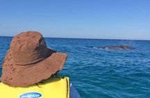 Noosa Whale Watching On Ocean Kayaks & Beach 4X4 Tour 