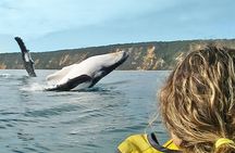 Noosa Whale Watching On Ocean Kayaks & Beach 4X4 Tour 