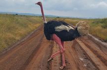 Nairobi National Park & Giraffe Center : Afternoon Game Drive