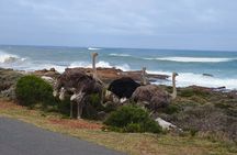 Boulders Penguins in Cape Town full day tour