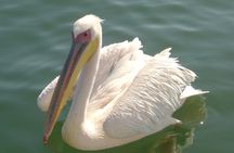 Marine Dune Day: Catamaran Cruise and Sandwich Harbor Dune Drive
