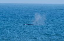 Marine Dune Day: Catamaran Cruise and Sandwich Harbor Dune Drive