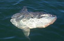 Marine Dune Day: Catamaran Cruise and Sandwich Harbor Dune Drive