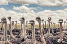 Oudtshoorn Cango Caves and Ostrich Experience with Lunch
