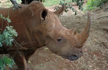 Animal Orphanage with Safari Walk and Bomas of Kenya Guided Tour