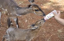 Animal Orphanage with Safari Walk and Bomas of Kenya Guided Tour