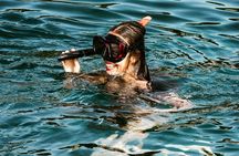 Dubrovnik: Private 2-Hour Swim, Snorkel & Cave Tour