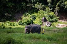 Walk and Feed at Bukit Elephant Park Phuket 