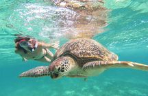 Full Day Tour to Tulum Cenote and Swim with Turtles in Akumal