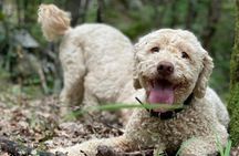  Truffle Hunting in Velebit with Gastronomic Experience