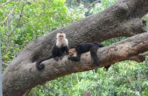  Roatan two stop park Sloth Monkey Iguana farm chocolate sample 