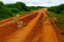 5 Days Tsavo east & Amboseli exploring from Mombasa/Diani/watamu