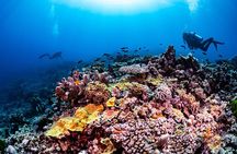 Outer Reef Scuba Diving Day Tour from Agnes Water 1770