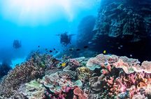 Outer Reef Scuba Diving Day Tour from Agnes Water 1770