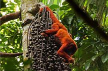 2 Days : Tour Rainforest Expeditions -Sandoval Lake lodge