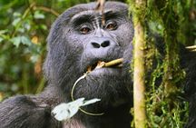 Bwindi Mountain Gorilla Trekking 