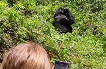Bwindi Mountain Gorilla Trekking 