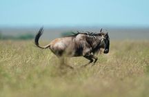 Day trip Safari to Mikumi National Park