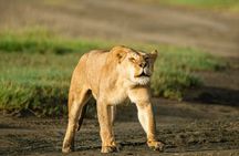 Day trip Safari to Mikumi National Park