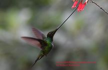 Ecuador & Mindo Bird Photography Tours with Richard Hernandez