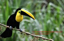 Ecuador & Mindo Bird Photography Tours with Richard Hernandez
