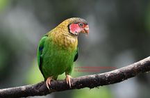 Ecuador & Mindo Bird Photography Tours with Richard Hernandez